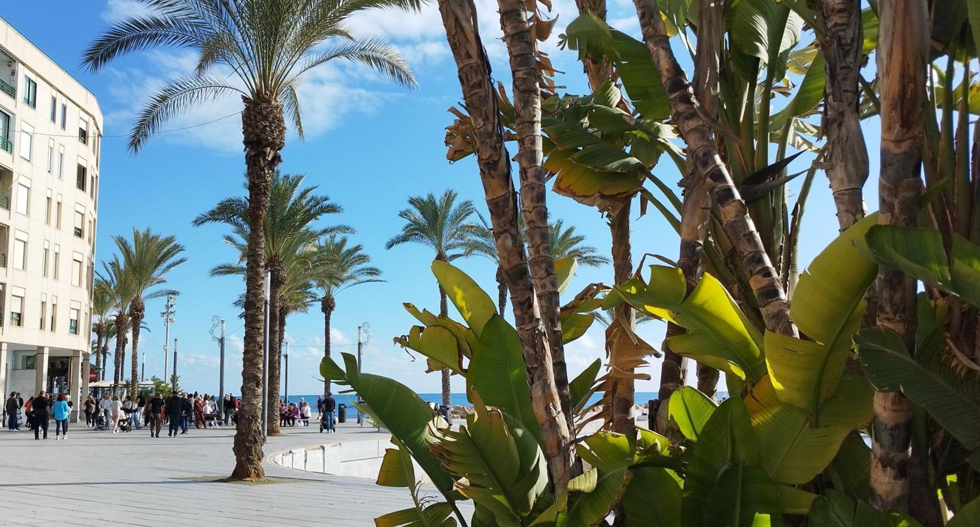 Seaview Playa Del Cura 50M Torrevieja Citycentre Apartment Dış mekan fotoğraf